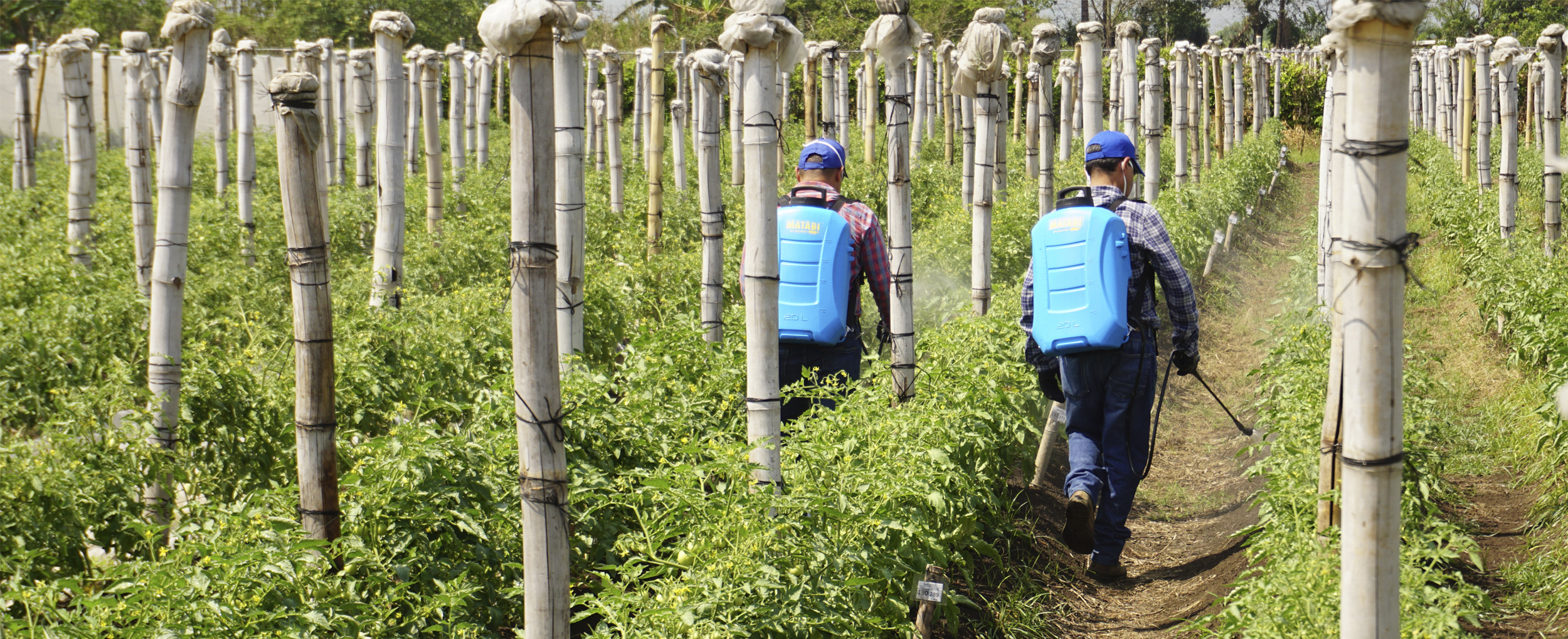 Pulverizador eléctrico para cultivos agrícolas extensivos Evolution 20 LTCs